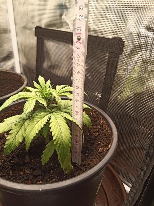 Ape origin + Diamonds river seeds +Kyoto. Week 4