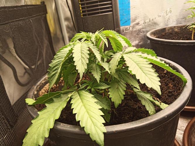 Ape origin + Diamonds river seeds +Kyoto. Week 4 - Kush mints day 4