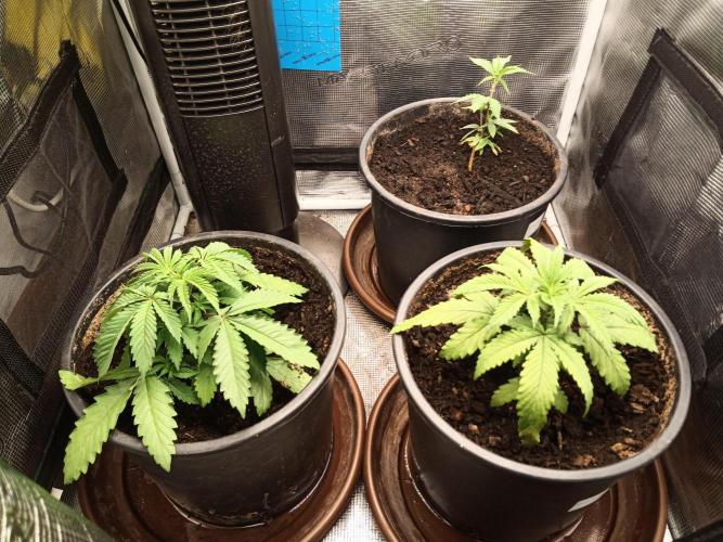 Ape origin + Diamonds river seeds +Kyoto. Week 4 - Day 4