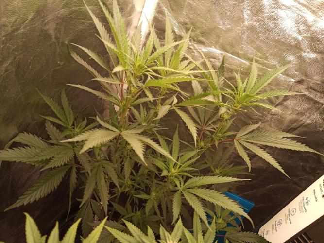 Kyoto and Raver waifu by shuga seed. Week 7 - Raver waifu day 4