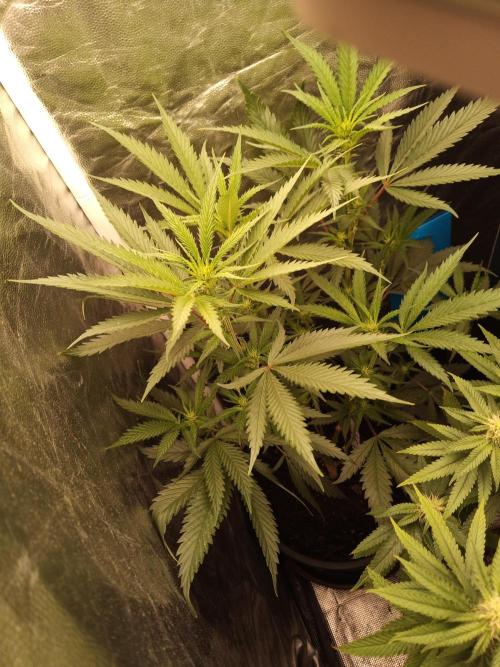 Kyoto and Raver waifu by shuga seed. Week 7 - Raver waifu day 4