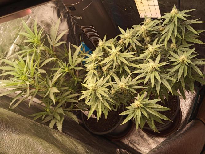 Kyoto and Raver waifu by shuga seed. Week 7 - Day 4