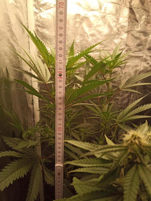 Kyoto and Raver waifu by shuga seed. Week 7 - Raver waifu day 4