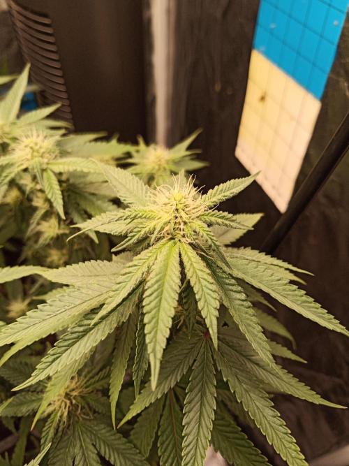 Kyoto and Raver waifu by shuga seed. Week 7 - Kyoto day 4 (11day from the beginning)