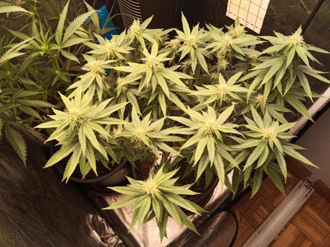 Kyoto and Raver waifu by shuga seed. Week 7 - Kyoto day 4