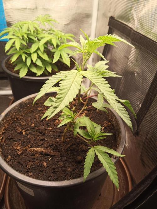 Ape origin + Diamonds river seeds +Kyoto. Week 5 - Kyoto day 4