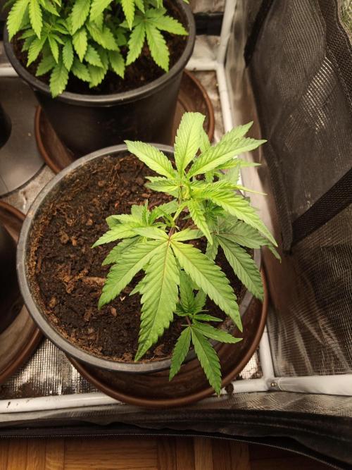 Ape origin + Diamonds river seeds +Kyoto. Week 5 - Kyoto day 4