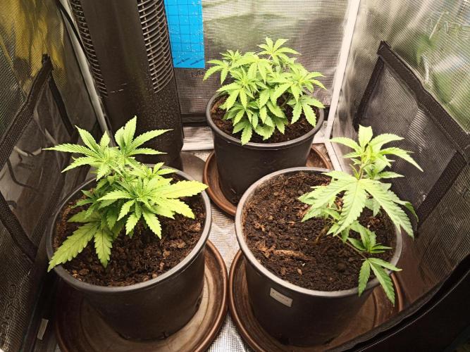 Ape origin + Diamonds river seeds +Kyoto. Week 5 - Day 4