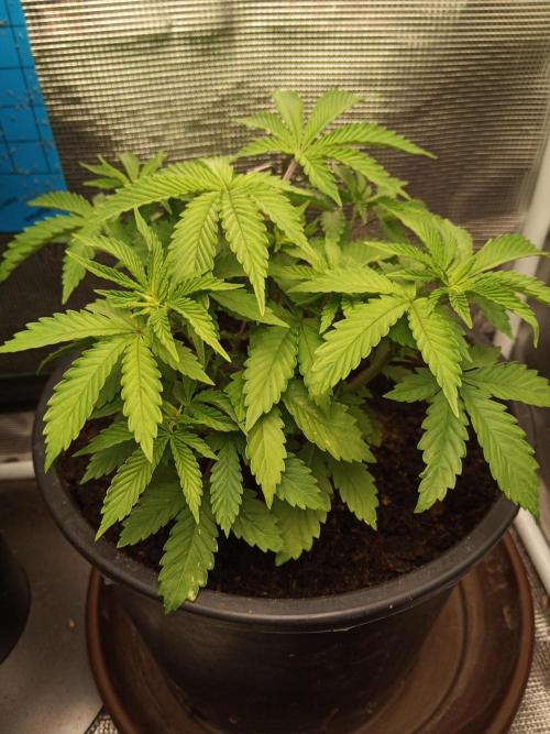 Ape origin + Diamonds river seeds +Kyoto. Week 5 - Kush mints day 4