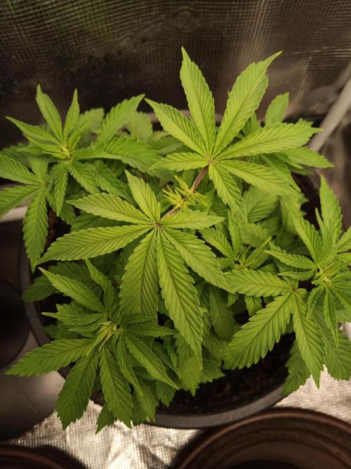 Ape origin + Diamonds river seeds +Kyoto. Week 5 - Kush mints day 4