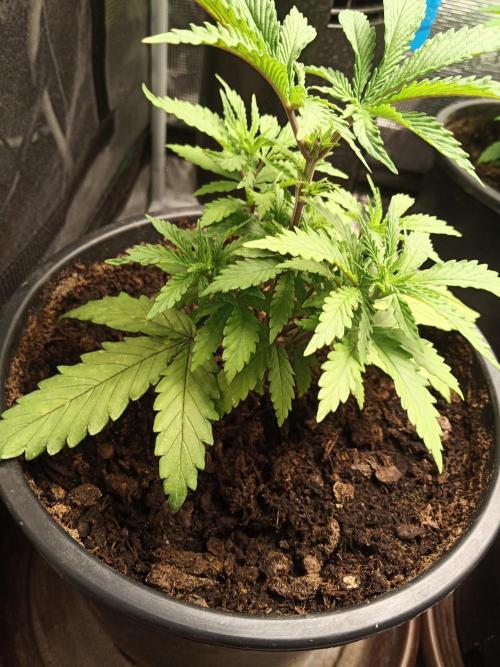 Ape origin + Diamonds river seeds +Kyoto. Week 5 - Oxymore day 4