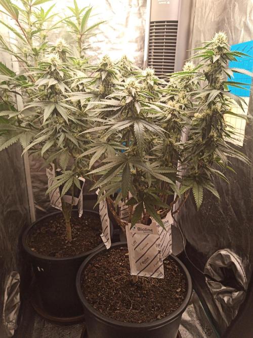 Kyoto and Raver waifu by shuga seed. Week 8 - Kyoto day 4