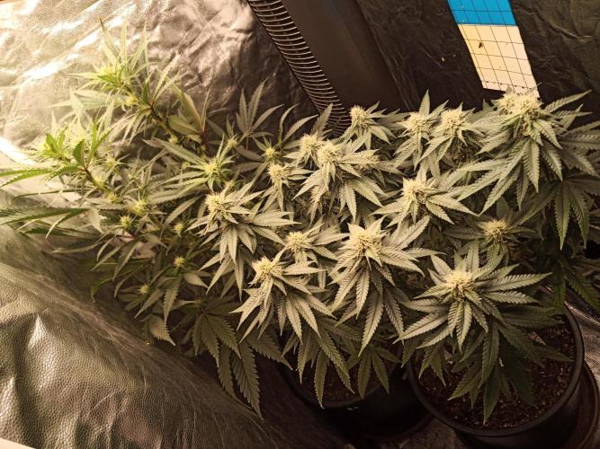 Kyoto and Raver waifu by shuga seed. Week 8 - Day 4