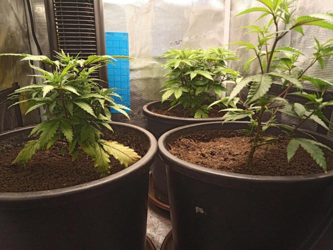Ape origin + Diamonds river seeds +Kyoto. Week 6 - Day 2