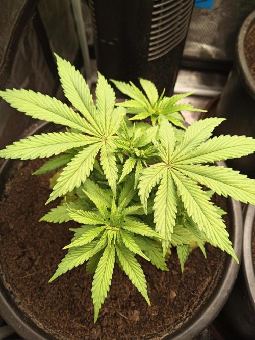 Ape origin + Diamonds river seeds +Kyoto. Week 6 - Oxymore day 2