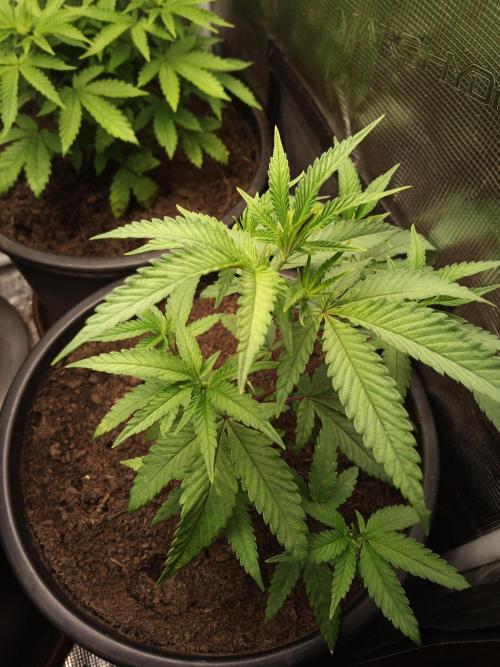 Ape origin + Diamonds river seeds +Kyoto. Week 6 - Kyoto day 2