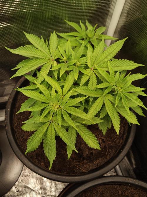 Ape origin + Diamonds river seeds +Kyoto. Week 6 - Kush mints day 2