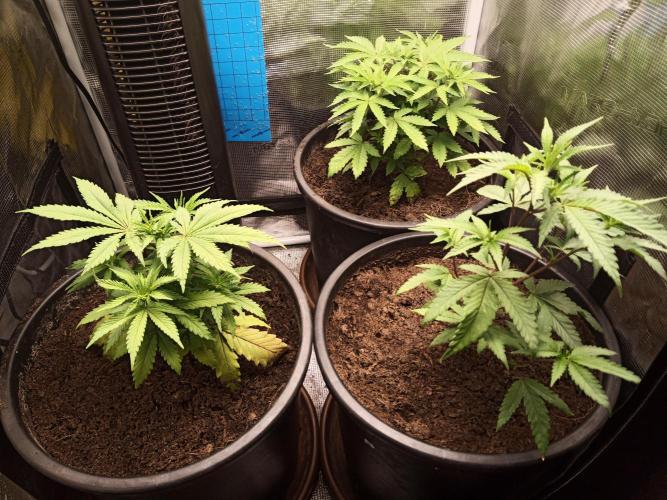 Ape origin + Diamonds river seeds +Kyoto. Week 6 - Day 2