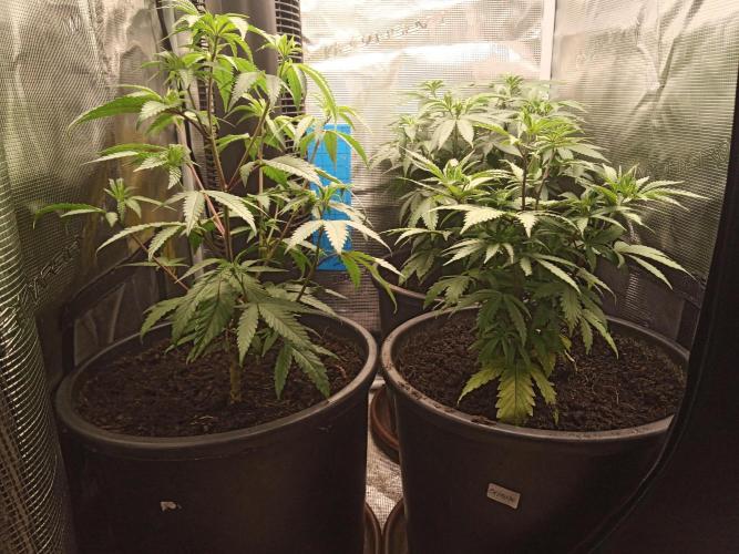 Ape origin + Diamonds river seeds +Kyoto. Week 7 - Day 1