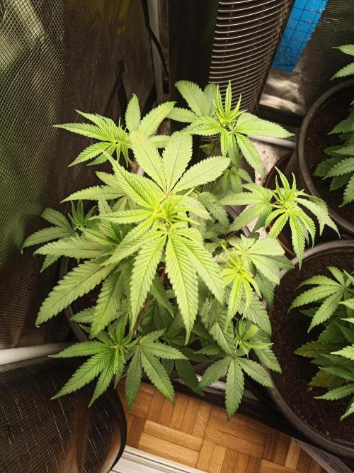 Ape origin + Diamonds river seeds +Kyoto. Week 7 - Kyoto day 1