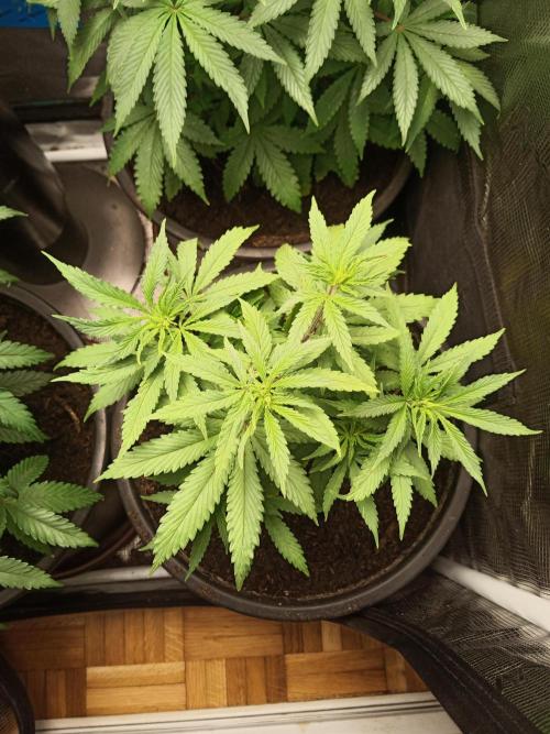 Ape origin + Diamonds river seeds +Kyoto. Week 7 - Oxymore day 1