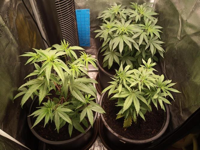 Ape origin + Diamonds river seeds +Kyoto. Week 7 - Day 1