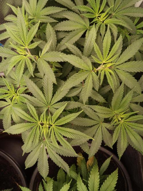 Ape origin + Diamonds river seeds +Kyoto. Week 7 - Kush mints day 1