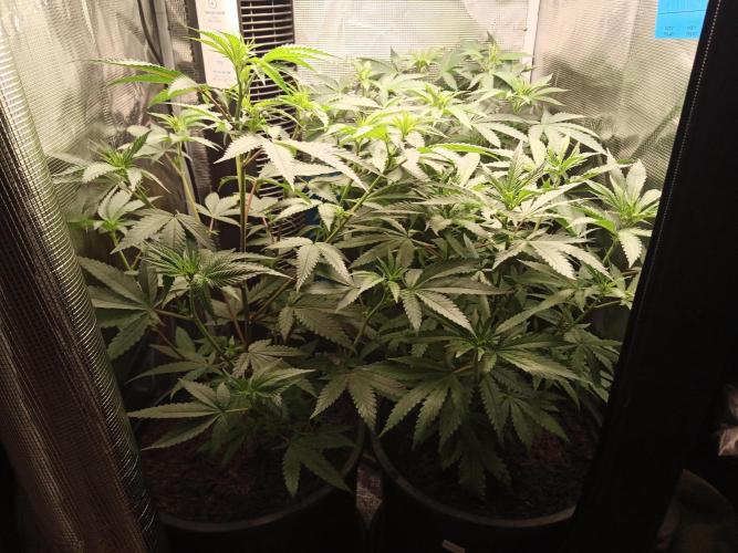 Ape origin + Diamonds river seeds +Kyoto. Week 7 - Day 6