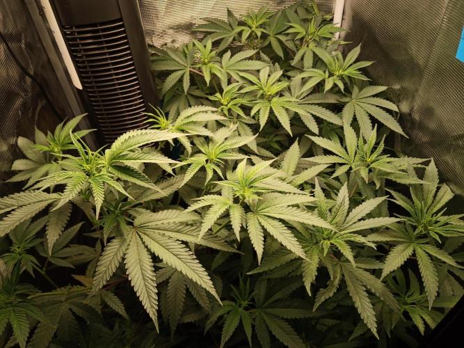 Ape origin + Diamonds river seeds +Kyoto. Week 7 - Day 6