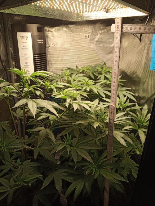 Ape origin + Diamonds river seeds +Kyoto. Week 7 - Day 6