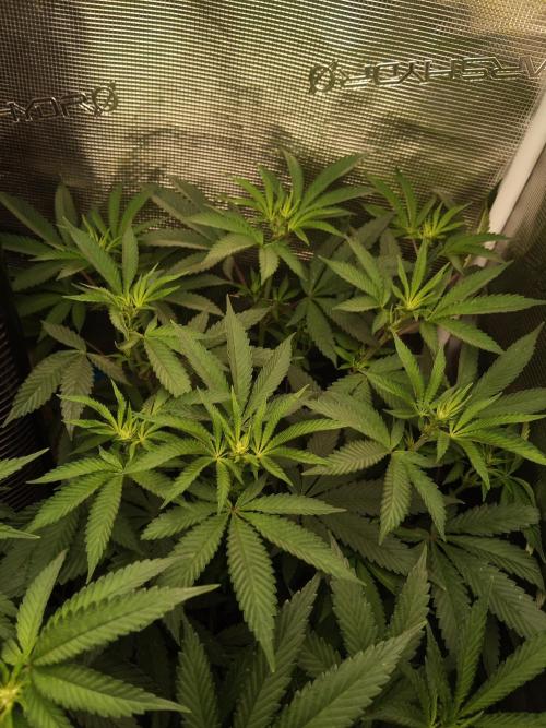Ape origin + Diamonds river seeds +Kyoto. Week 8 - Kush mints day 2