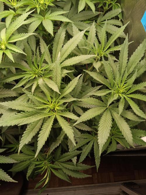 Ape origin + Diamonds river seeds +Kyoto. Week 8 - Oxymore day 2