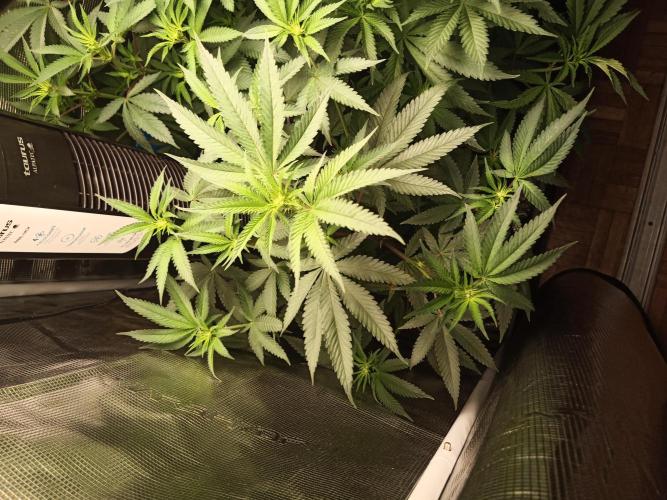 Ape origin + Diamonds river seeds +Kyoto. Week 8 - Kyoto day 2
