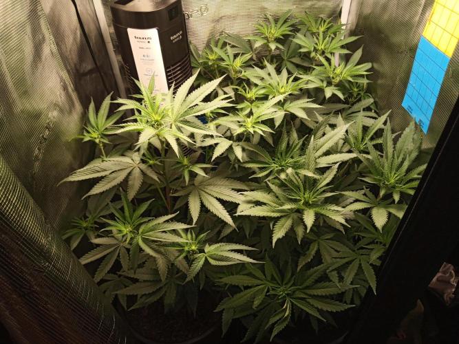 Ape origin + Diamonds river seeds +Kyoto. Week 8 - Day 2