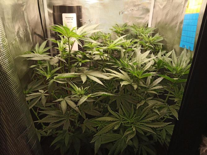 Ape origin + Diamonds river seeds +Kyoto. Week 8 - Day 2