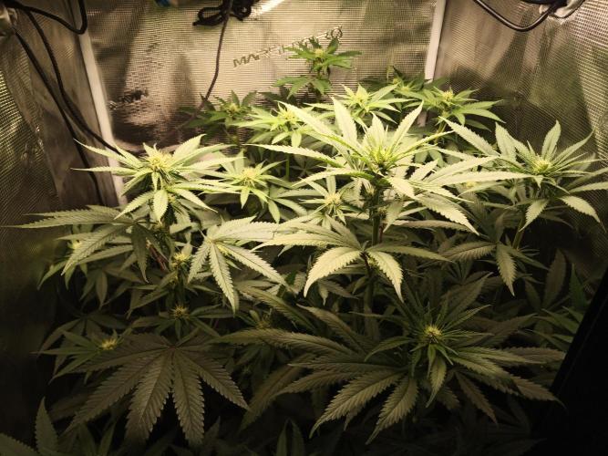 Ape origin + Diamonds river seeds +Kyoto. Week 9 - Day 3