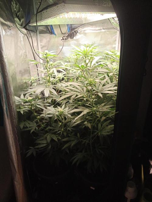 Ape origin + Diamonds river seeds +Kyoto. Week 9 - Day 3