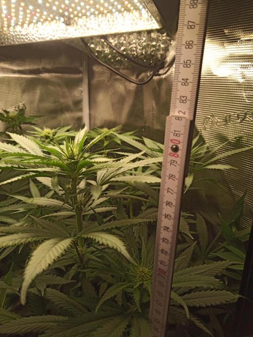 Ape origin + Diamonds river seeds +Kyoto. Week 9 - Day 3