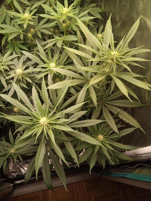 Ape origin + Diamonds river seeds +Kyoto. Week 9 - Oxymore day 6