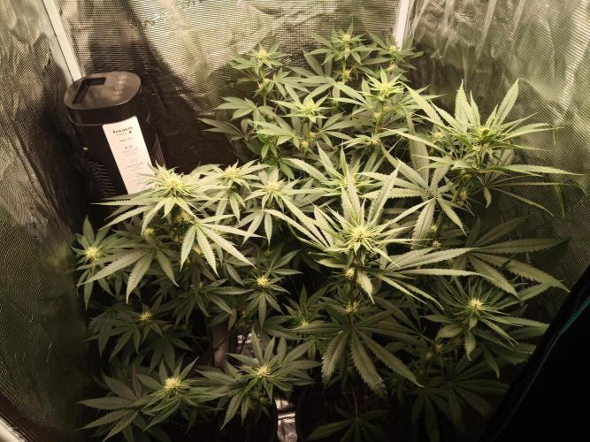 Ape origin + Diamonds river seeds +Kyoto. Week 9 - Day 6