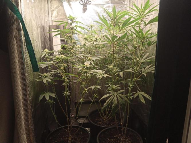 Ape origin + Diamonds river seeds +Kyoto. Week 9 - Day 6