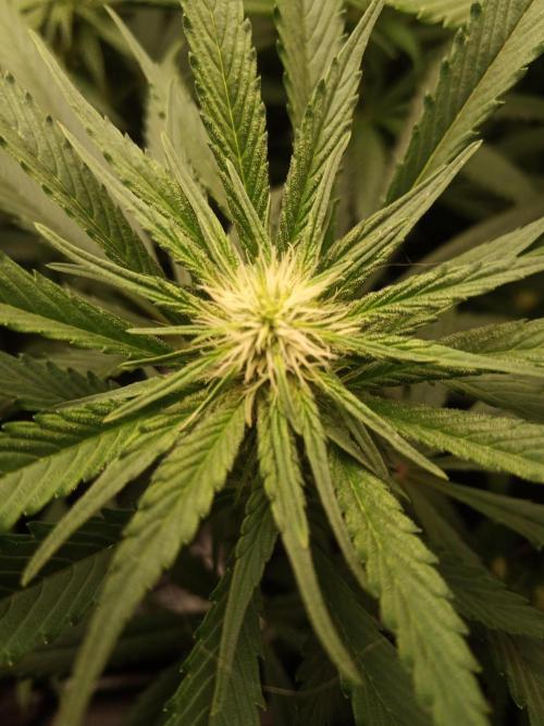 Ape origin + Diamonds river seeds +Kyoto. Week 9 - Oxymore day 6