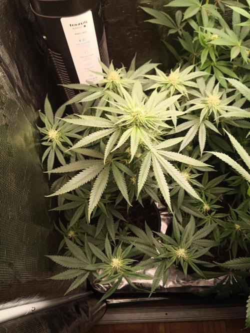 Ape origin + Diamonds river seeds +Kyoto. Week 9 - Kyoto day 6