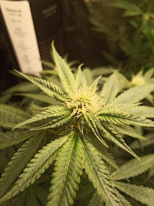 Ape origin + Diamonds river seeds +Kyoto. Week 9 - Kyoto day 6