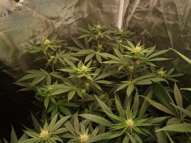 Ape origin + Diamonds river seeds +Kyoto. Week 9 - Kush mints day 6