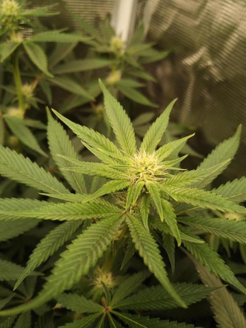 Ape origin + Diamonds river seeds +Kyoto. Week 9 - Kush mints day 6