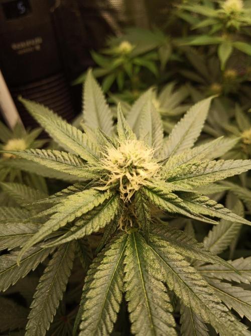 Ape origin + Diamonds river seeds +Kyoto. Week 10 - Kyoto day 2
