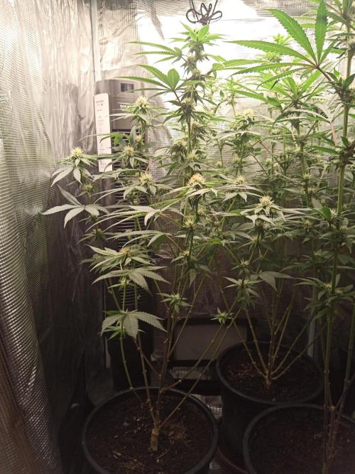 Ape origin + Diamonds river seeds +Kyoto. Week 10 - Kyoto day 2