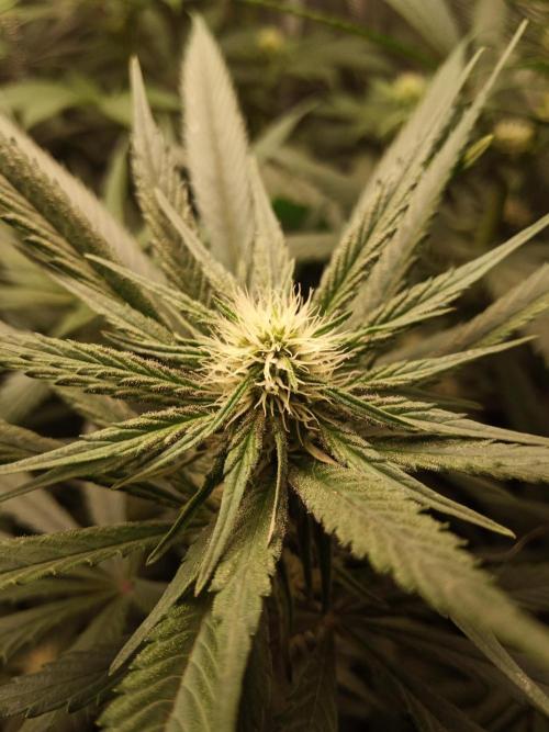 Ape origin + Diamonds river seeds +Kyoto. Week 10 - Oxymore day 2