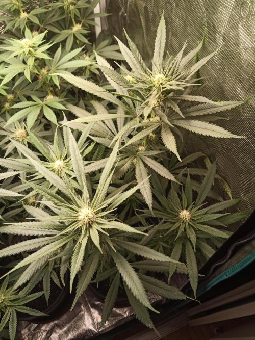 Ape origin + Diamonds river seeds +Kyoto. Week 10 - Oxymore day 2